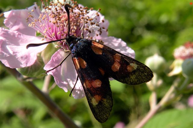 Zygaenidae